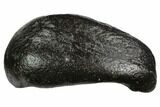 Fossil Whale Ear Bone - Miocene #99977-1